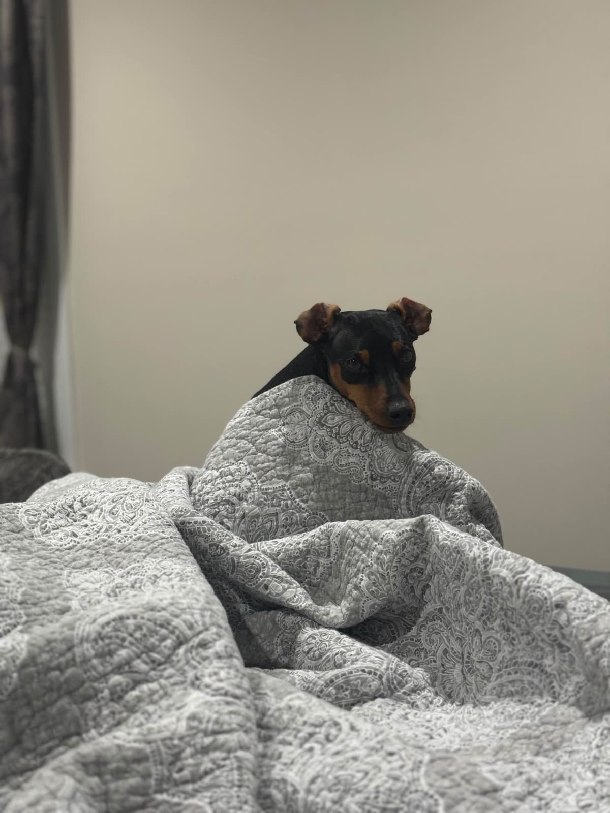 Miniature Pinscher Puppies breeder image 11