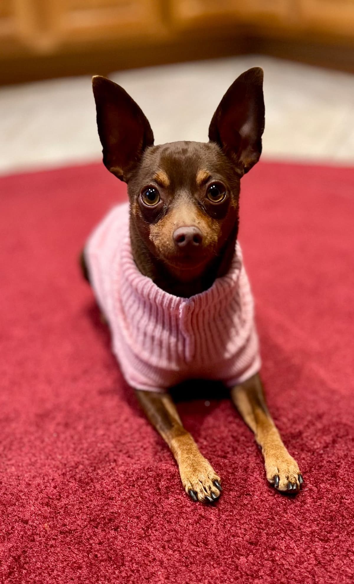 Miniature Pinscher Puppies breeder image 8