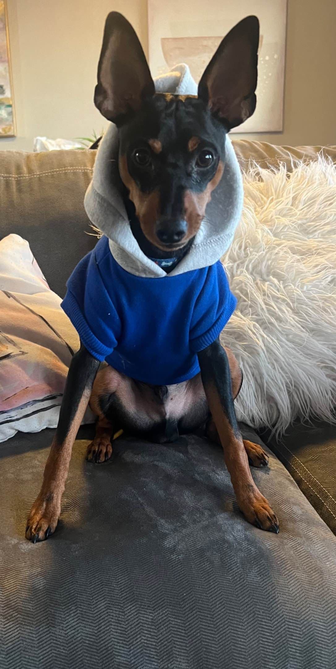 Miniature Pinscher Puppies breeder image 12