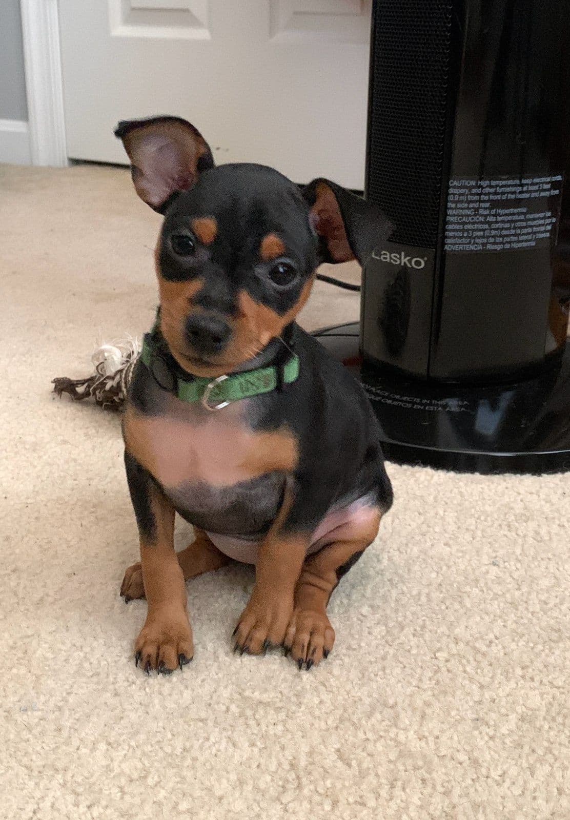 Miniature Pinscher Puppies breeder image 15