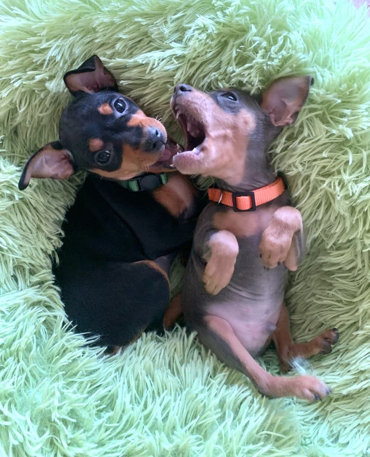Miniature Pinscher Puppies breeder image 2