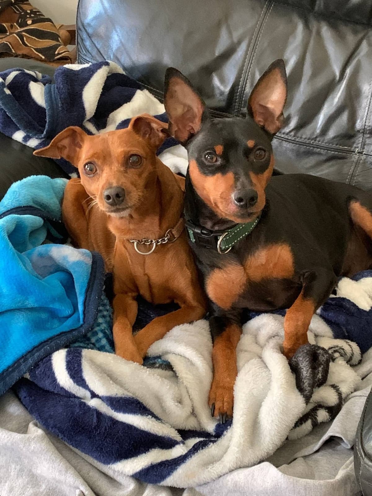 Miniature Pinscher Puppies breeder image 5