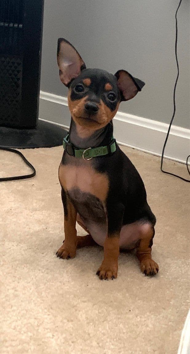 Miniature Pinscher Puppies breeder image 16