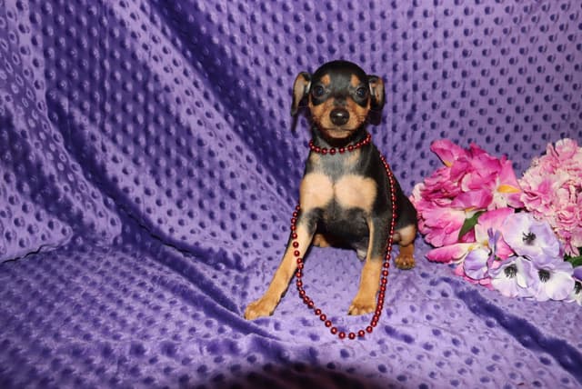 Miniature Pinscher Puppies media 2