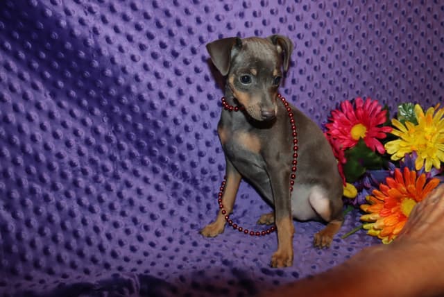 Miniature Pinscher Puppies media 3