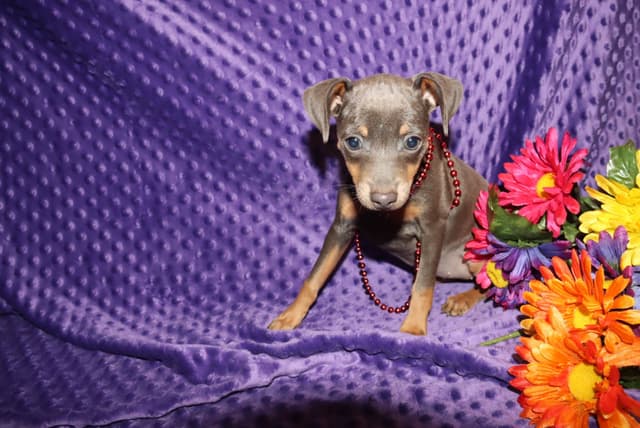 Miniature Pinscher Puppies media 5