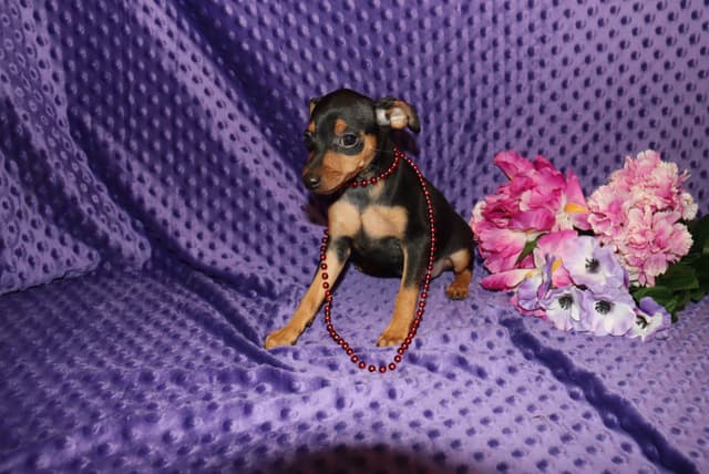 Miniature Pinscher Puppies media 4