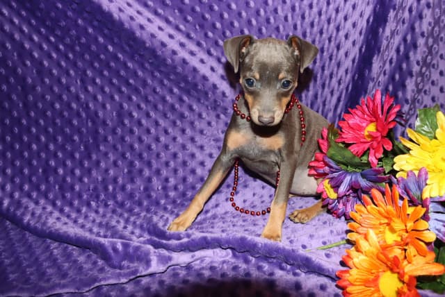 Miniature Pinscher Puppies media 7