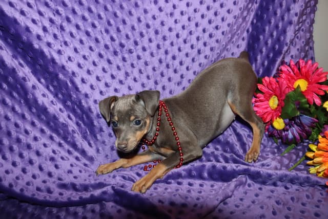 Miniature Pinscher Puppies media 6