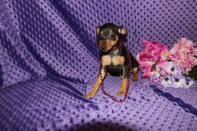 Miniature Pinscher Puppies media 8