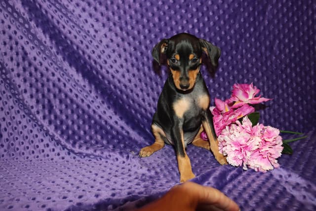 Miniature Pinscher Puppies media 2