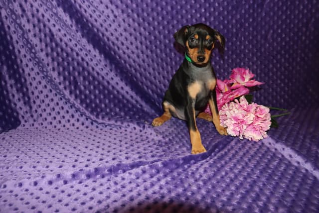Miniature Pinscher Puppies media 4