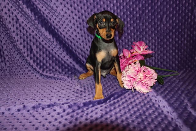 Miniature Pinscher Puppies media 3