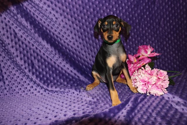 Miniature Pinscher Puppies media 5