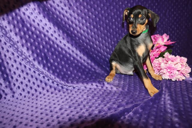 Miniature Pinscher Puppies media 6