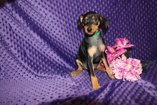 Miniature Pinscher Puppies media 7
