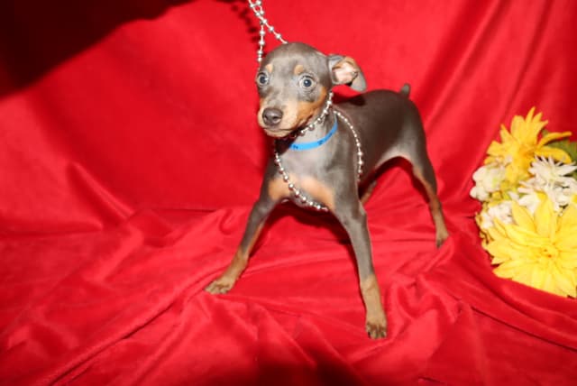Miniature Pinscher Puppies media 2