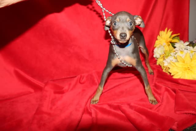 Miniature Pinscher Puppies media 3