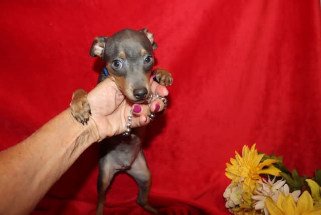 Miniature Pinscher Puppies media 5