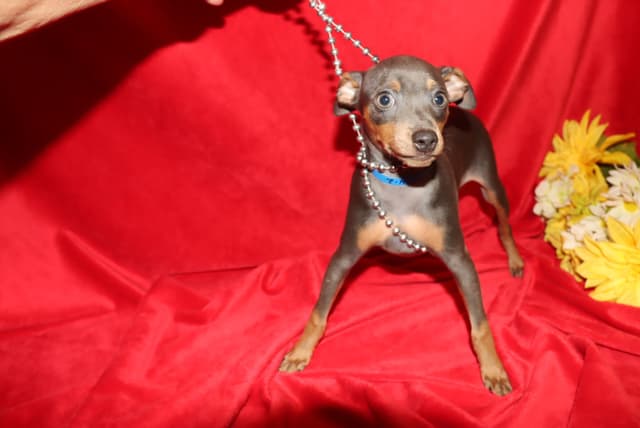 Miniature Pinscher Puppies media 4