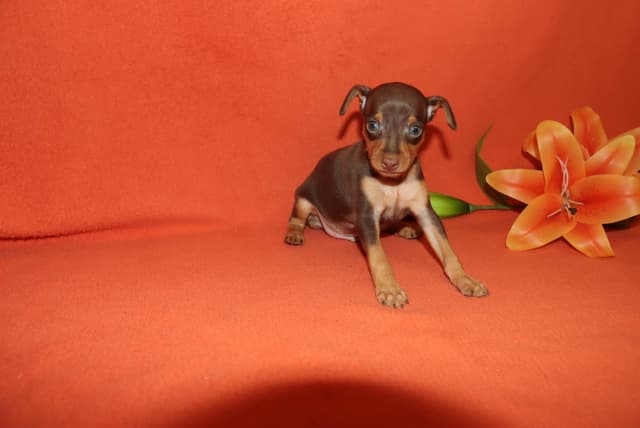 Miniature Pinscher Puppies media 2