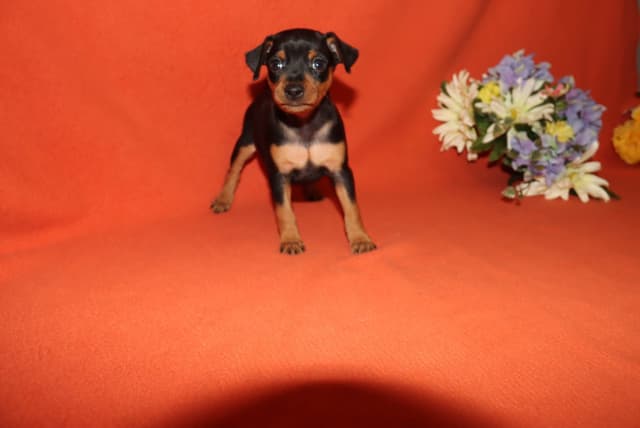 Miniature Pinscher Puppies media 3