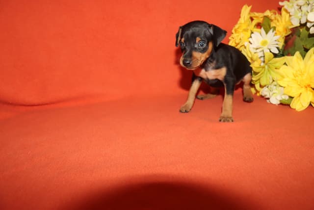Miniature Pinscher Puppies media 4
