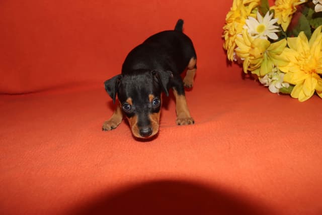 Miniature Pinscher Puppies media 5