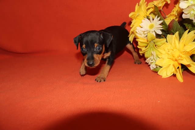 Miniature Pinscher Puppies media 6