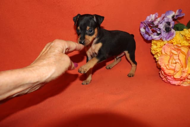 Miniature Pinscher Puppies media 7