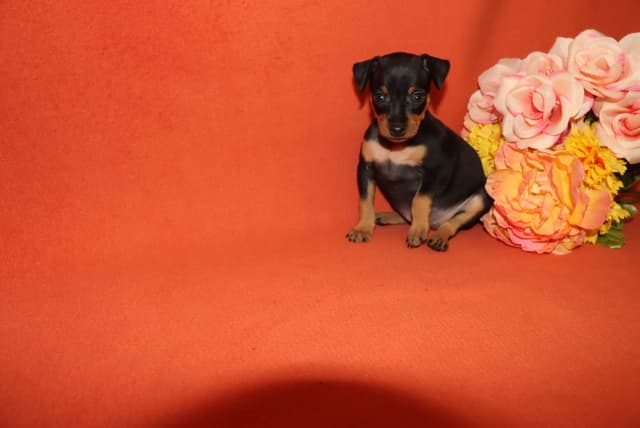 Miniature Pinscher Puppies media 8