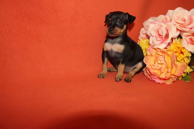 Miniature Pinscher Puppies media 9
