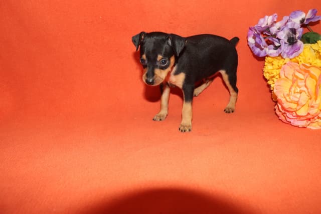 Miniature Pinscher Puppies media 11