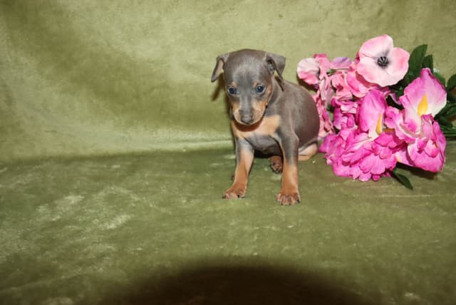 Miniature Pinscher Puppies media 2