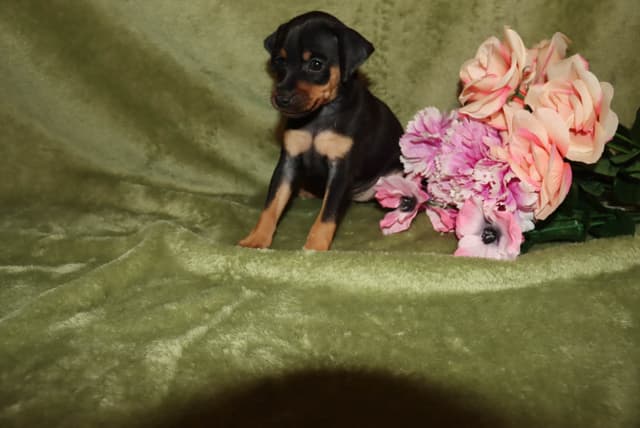 Miniature Pinscher Puppies media 5