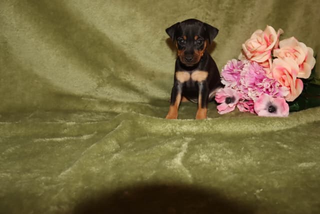 Miniature Pinscher Puppies media 6