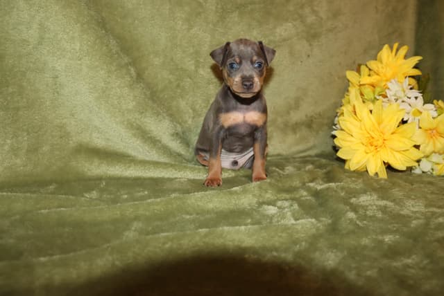 Miniature Pinscher Puppies media 8