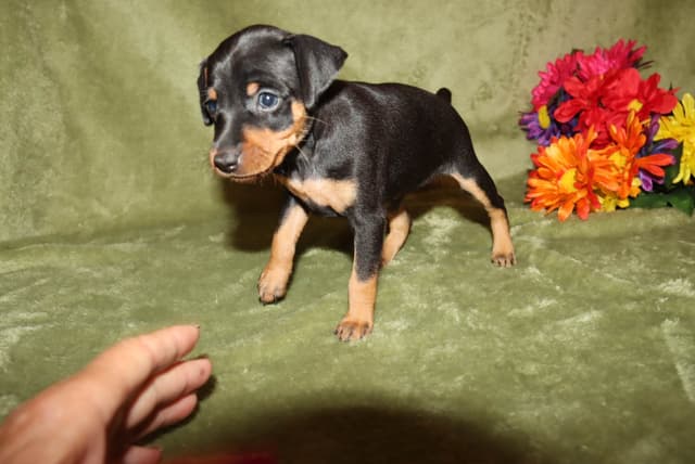 Miniature Pinscher Puppies media 9