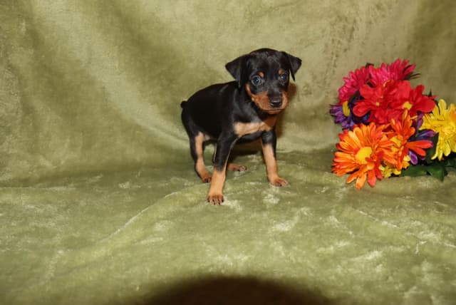 Miniature Pinscher Puppies media 11