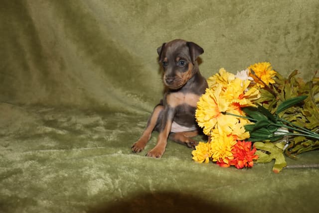 Miniature Pinscher Puppies media 12