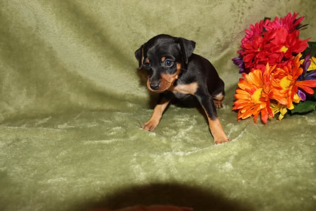 Miniature Pinscher Puppies media 14