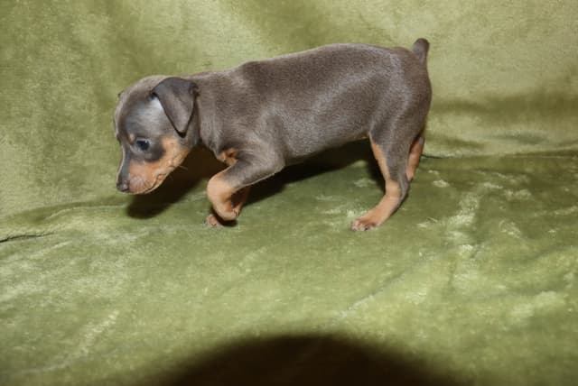Miniature Pinscher Puppies media 15