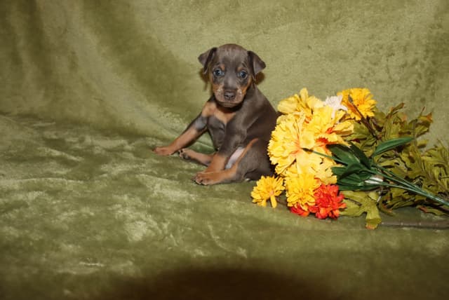 Miniature Pinscher Puppies media 16