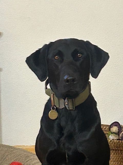 American Labrador Retriever Puppies media 8