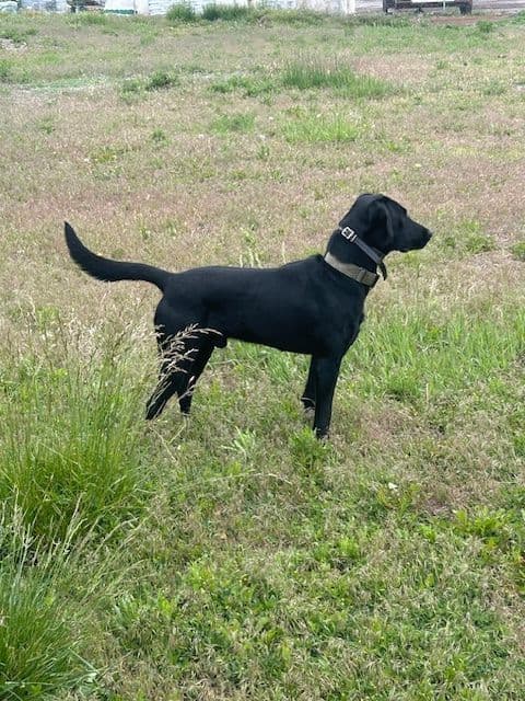 American Labrador Retriever Puppies media 9