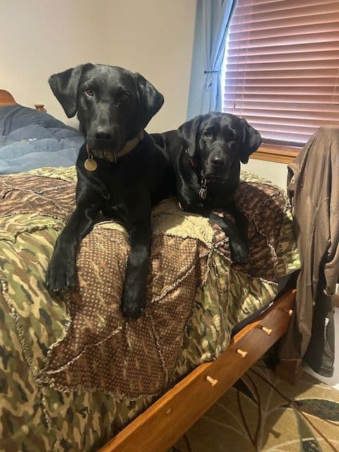 American Labrador Retriever Puppies media 10