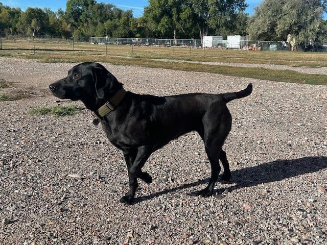American Labrador Retriever Puppies media 7