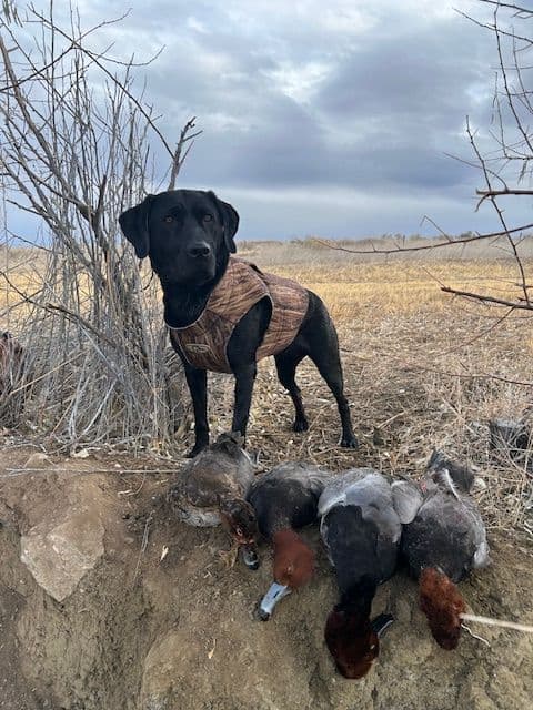 American Labrador Retriever Puppies breeder image 2