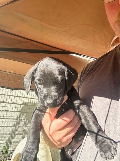 American Labrador Retriever Puppies breeder image 5