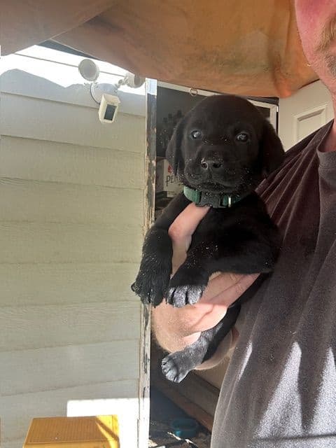 American Labrador Retriever Puppies breeder image 6
